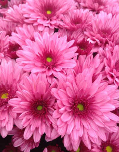 9" Mum - Pop Eye Pink