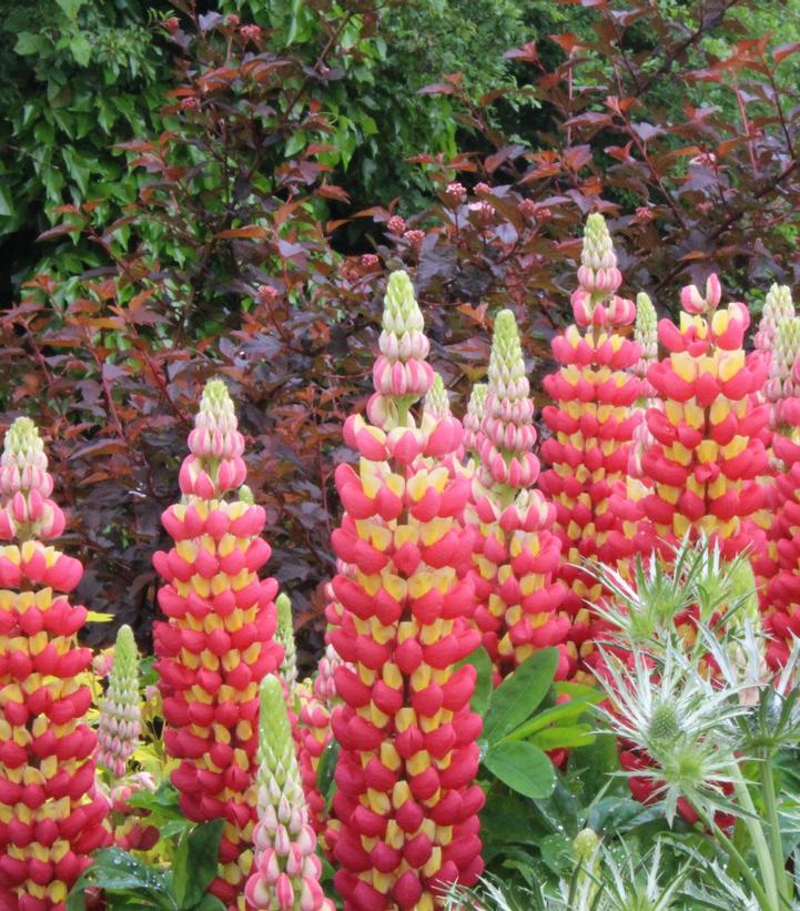 1G Lupinus Westcountry 'Tequila Flame' - Lupine - 1015346