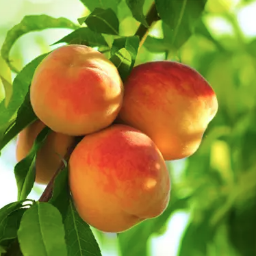 5G Peach Tree - Early Elberta - 5110