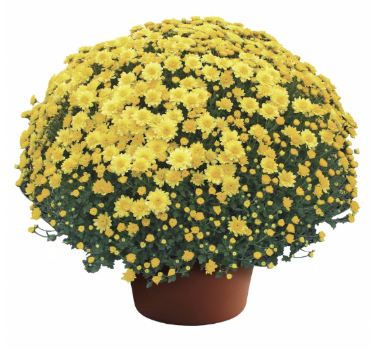 10" HB Mum Hanging Basket - Chelsey Yellow