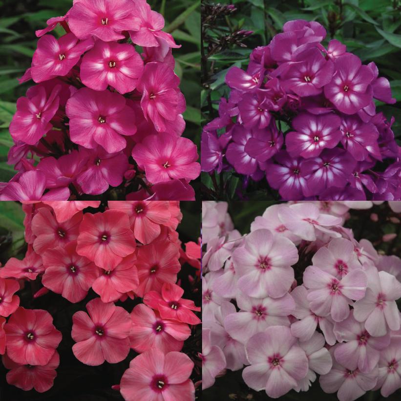 8" Phlox First Editions 'Medley Mix' - 1010765