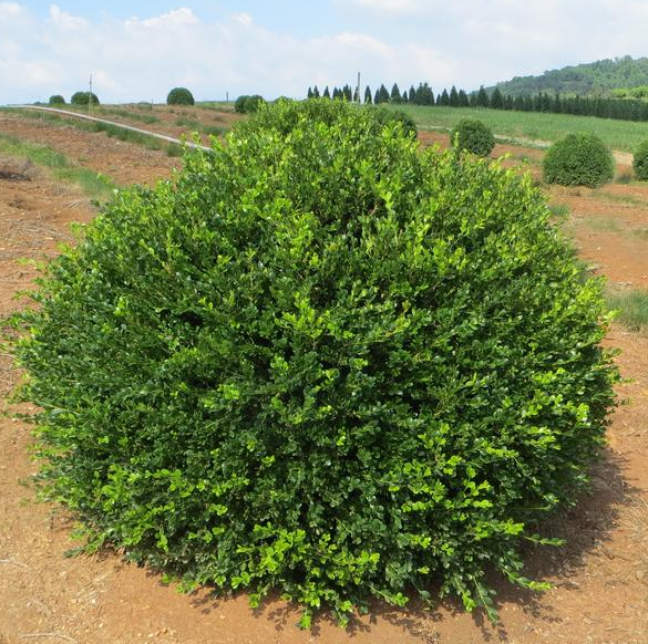 10G Buxus Microphylla Wintergreen Boxwood 30/36" - 20150-152ADD - BX2301PP30