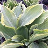 1G Hosta 'Tambourine' - 1008013