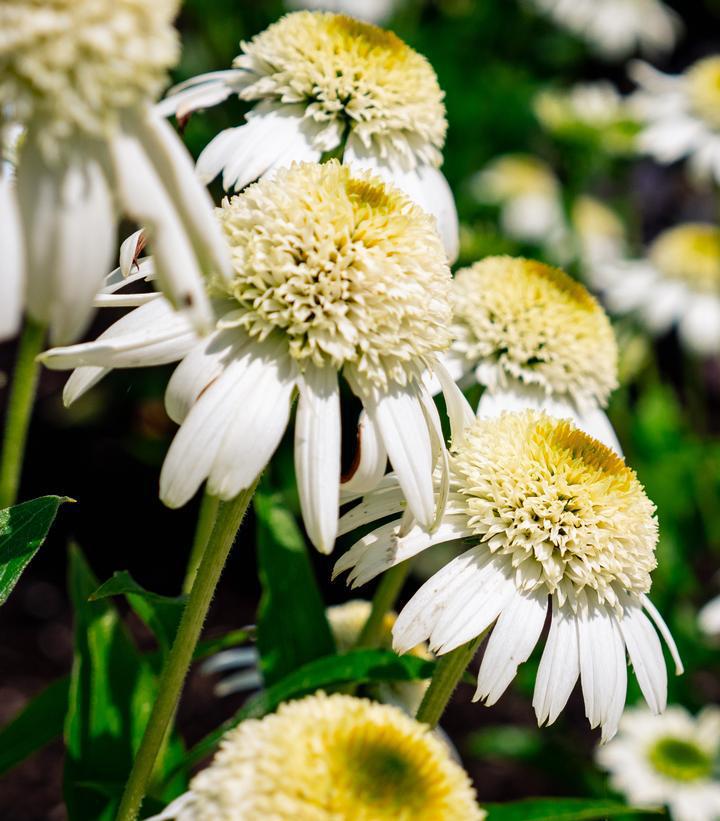 8" Echinacea Vanilla Drip - Coneflower - 1021895