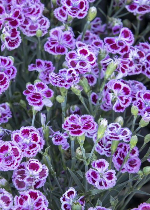8" Dianthus Delilah Bicolor Purple - 1015138