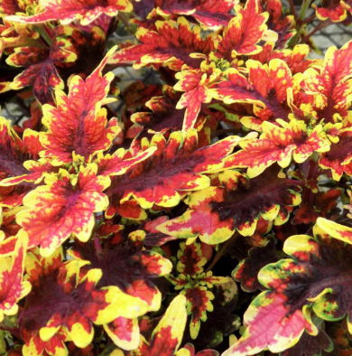 9" Coleus Stained Glass Golden Gate