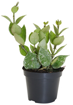 2.5" Hoya Krohniana - Splash - G5169