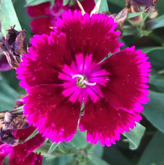4.5" - Dianthus Floral Lace - Purple