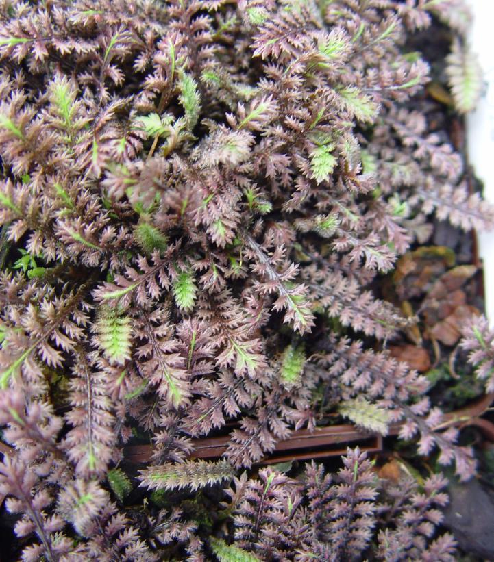 3'' Leptinella 'Platts Black' Platts Black Leptinella (Brass Buttons) 1002594
