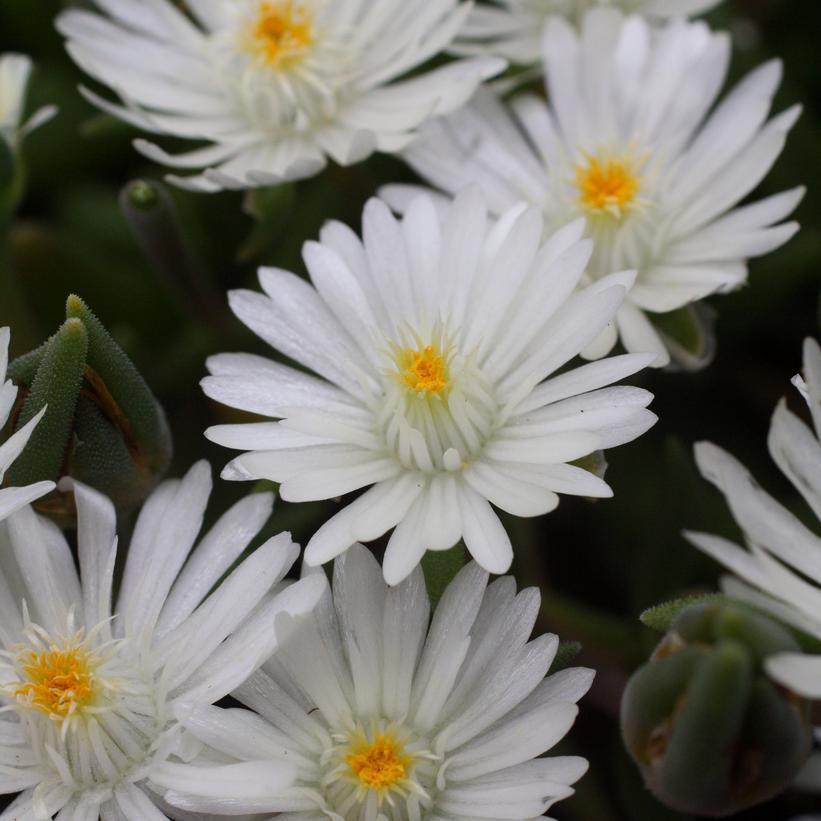 1G Delosperma Cooperi Jewel of the Desert Moonstone - Ice Plant - 1015293