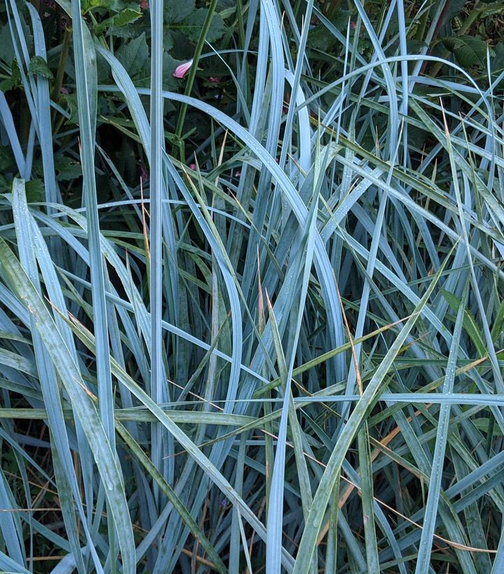 1G Leymus Arenarius 'Blue Dune' - Blue Lyme Grass - 1011767
