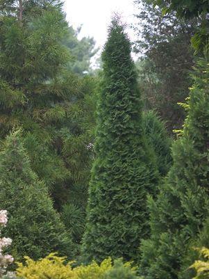 7G THUJA OCCIDENTALIS `NORTH POLE` ('Art Boe') North Pole® Arvorvitae: Patent PP22174 1007919