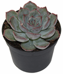 2.5" Echeveria - Hercules Bambino - G4921