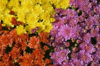 9" Combination Mum # 06 - Fancy Ursula Orange / Sunny Ursula / Ursula Lavender