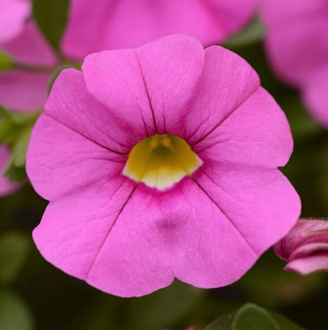 Quart Calibrachoa - Cabaret Light Pink