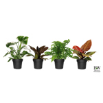5" PW Philodendron Assorted - G0621