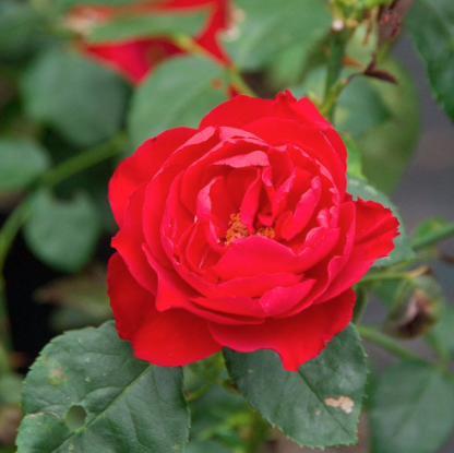 3G Rose Bush - 'Dublin Bay' Red - Climbing - 4830