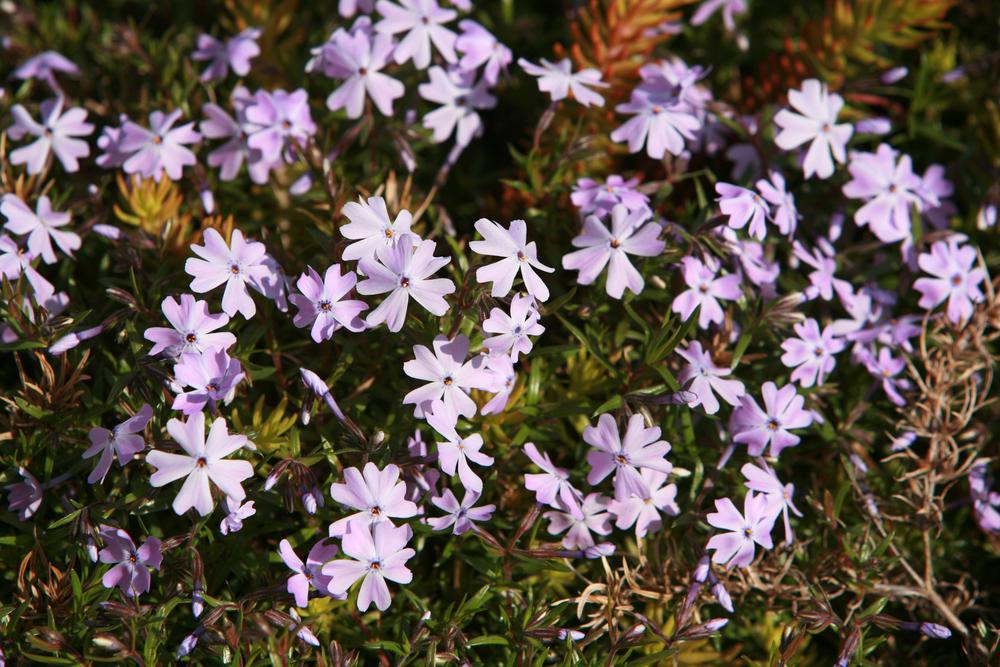 Quart Perennial Phlox Subulata Lilac Full Sun