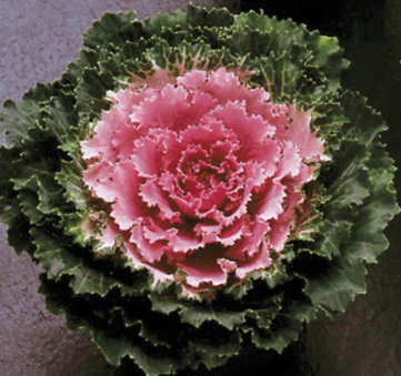 4.5" Ornamental Flowering Kale Songbird Pink