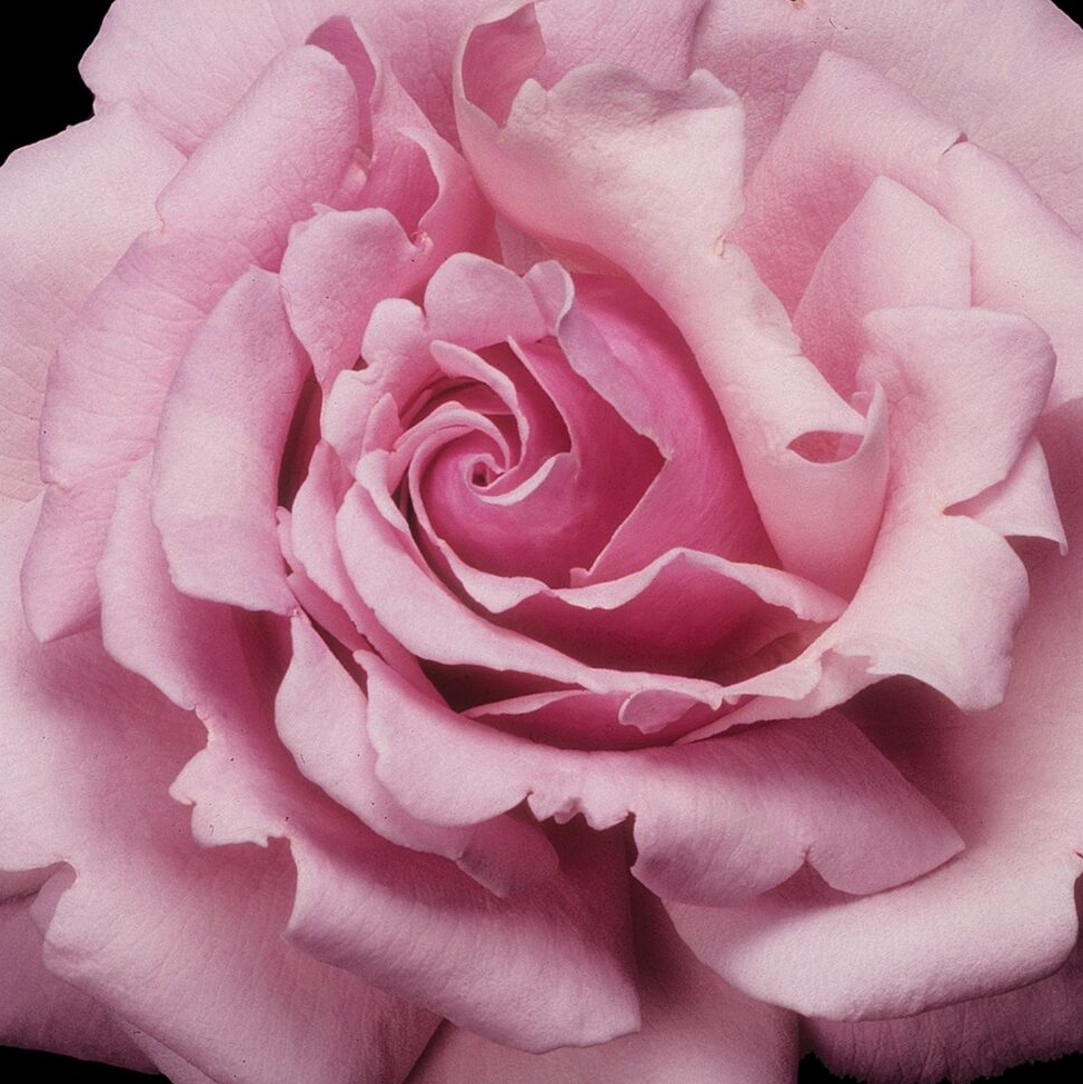 3G Rose Bush - 'Memorial Day' Pink - 3200