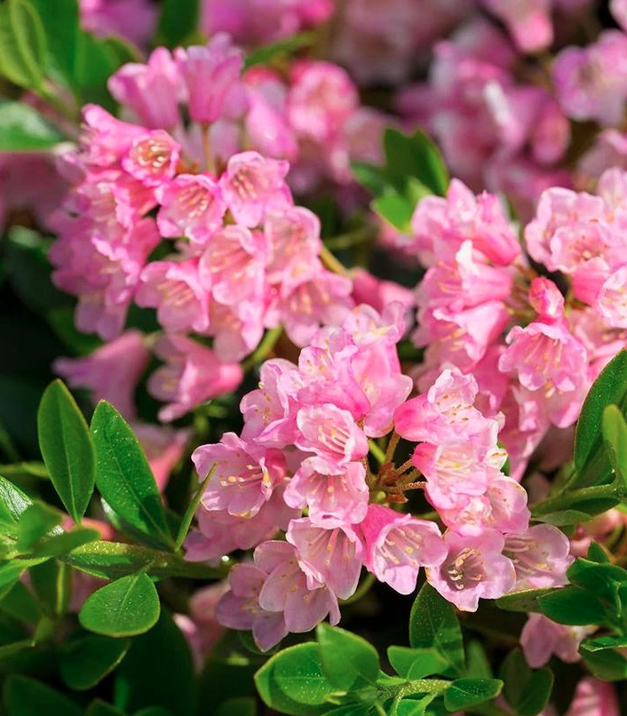 3G Rhododendron Micrantha 'Bloombux Magenta' - 1015156
