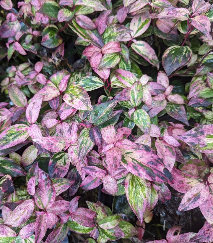 2G PW Leucothoe Fontanesiana 'Paisley Pup' - Doghobble - 1020915