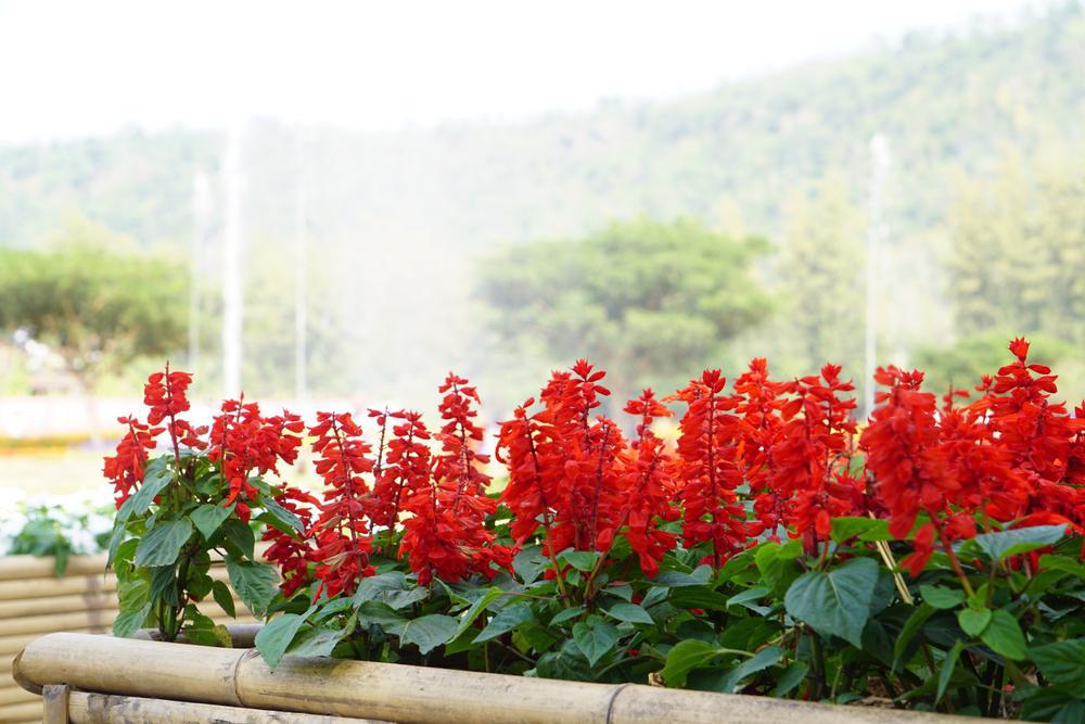 804 Salvia 4 Pack