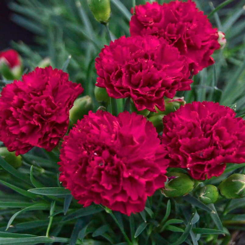 1G Dianthus Hybrid Fruit Punch Cranberry Cocktail Pinks - 1008107