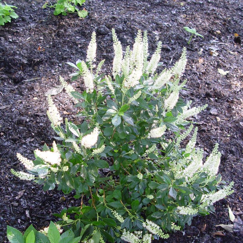 3G Clethra Alnifolia - Sweet Pepper Bush - 1001031