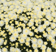 12" TP Mum Patio Pot - Chelsey White