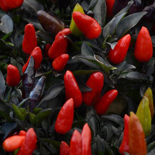 10" HB PW Fall Pepper Midnight Fire Hanging Basket