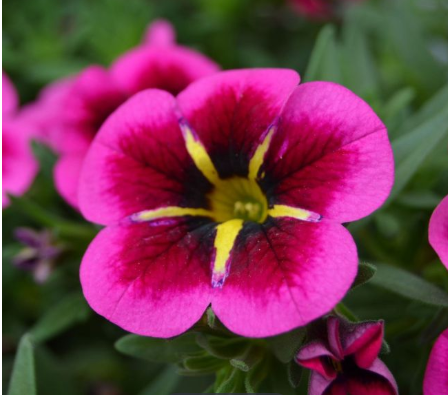 Quart Calibrachoa - Cabaret Goodnight Kiss