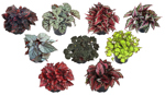 5" Begonia Rex T5259