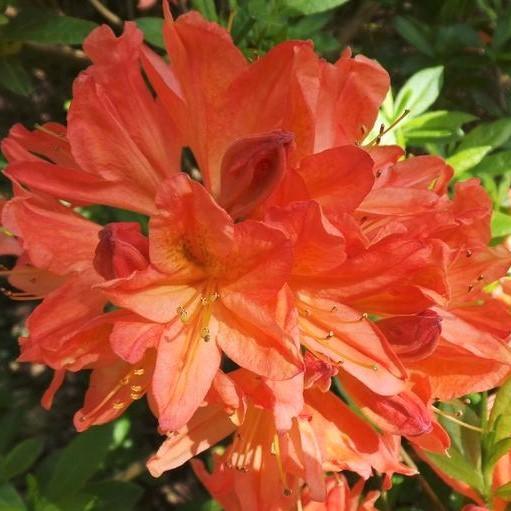 Mandarin Lights Native Azalea