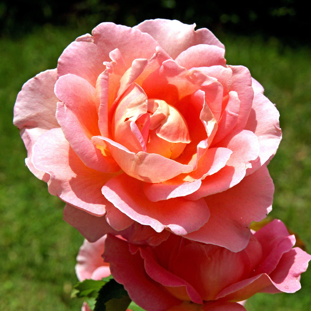 Coral Knock Out® Rose