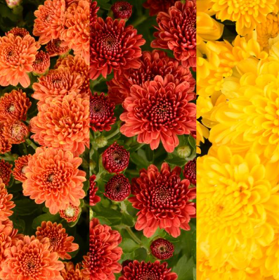 12" TP Combination Mum Patio Pot # 04 - Rhonda Bronze / Rhonda Red / Rhonda Yellow