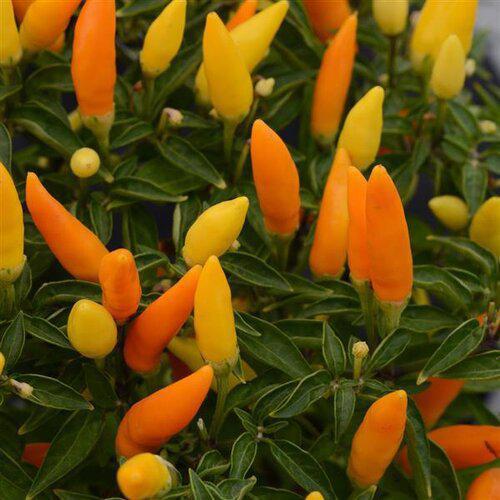 10" HB PW Fall Pepper Sedona Sun Hanging Basket