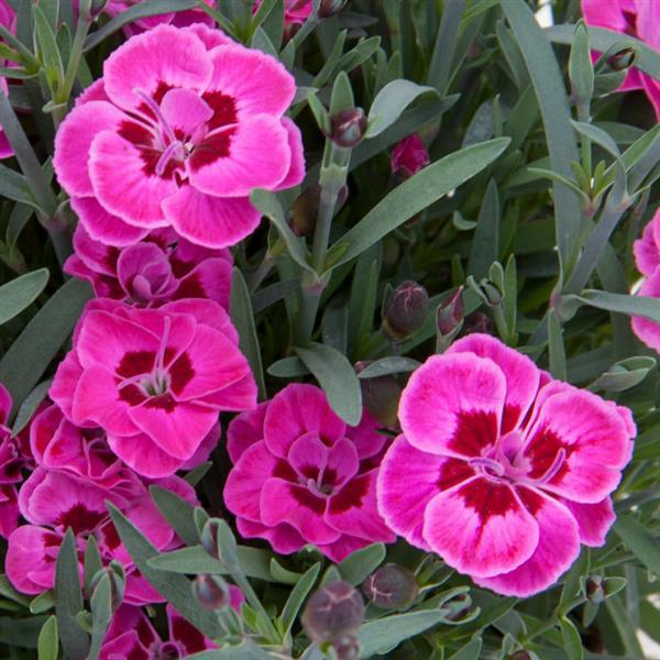 4.5" - Dianthus - Purple Wedding 963