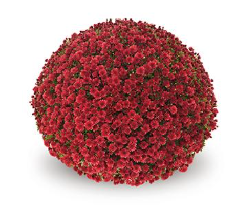 6" Mum - Jasoda Red