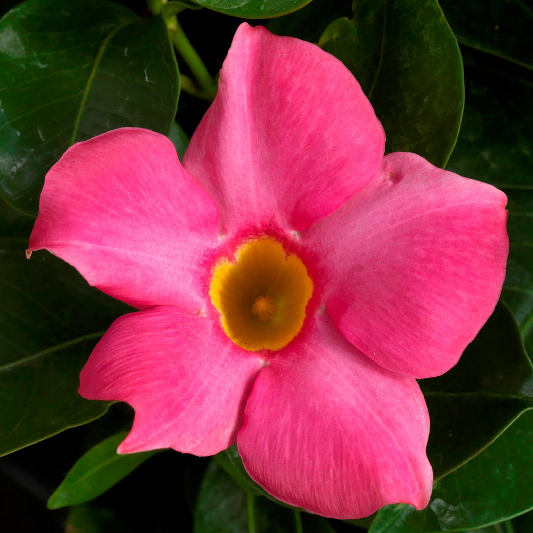 4.5" Mandevilla - Madinia - Pink
