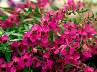 9" Angelonia Carita Raspberry
