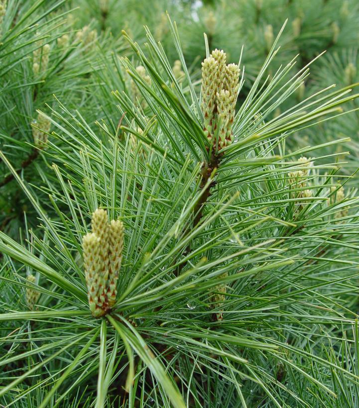 7G PINUS STROBUS Eastern White Pine 1008723