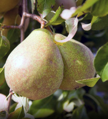 5G Pear Tree - Kieffer - 5325