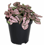 3.5" Polka Dot Pink Hypoestes - G3254