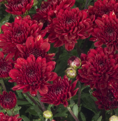12" TP Mum Patio Pot - Mila Red