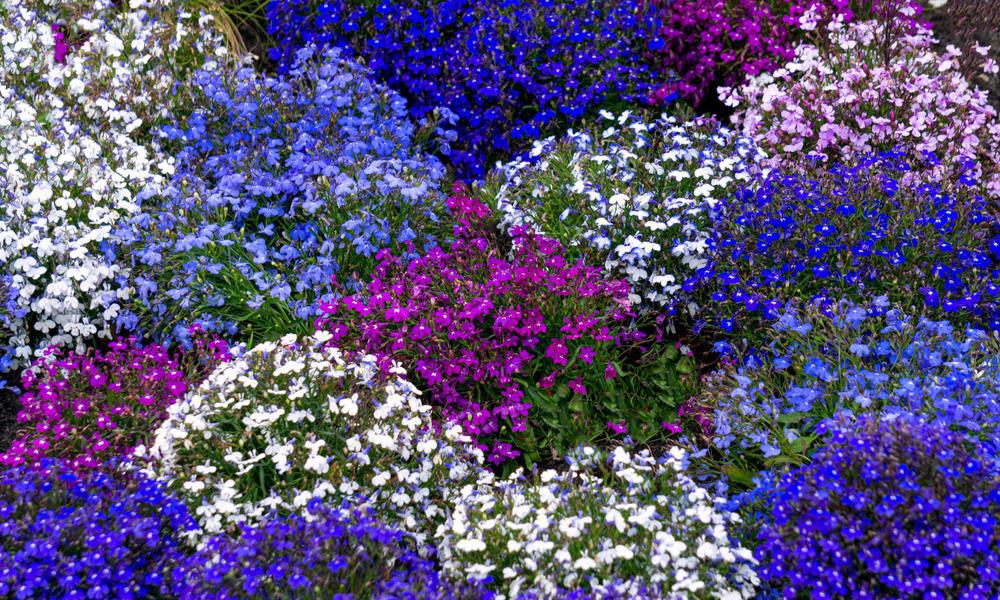 804 Lobelia 4 Pack