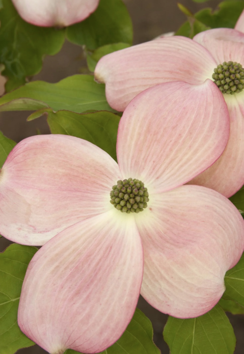 10G Cornus X 'Stellar Pink' - Dogwood - 1004842