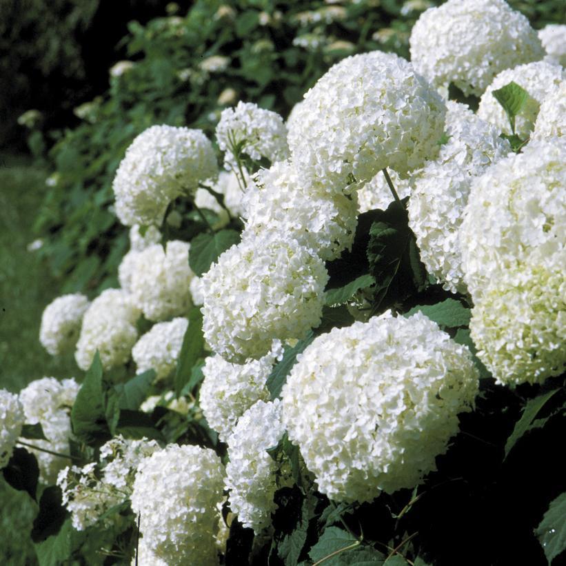 5G Hydrangea Arborescens 'Annabelle' - Smooth Hydrangea - 1001534