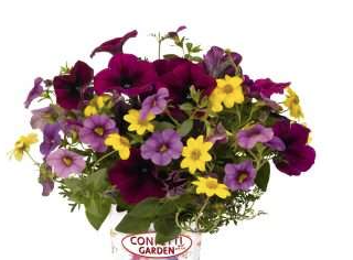 6" Confetti Garden Assortment