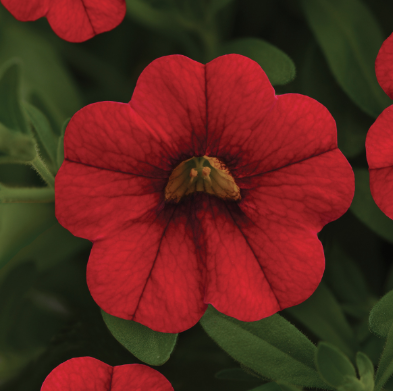9" Calibrachoa Minifamous Neo Vampire